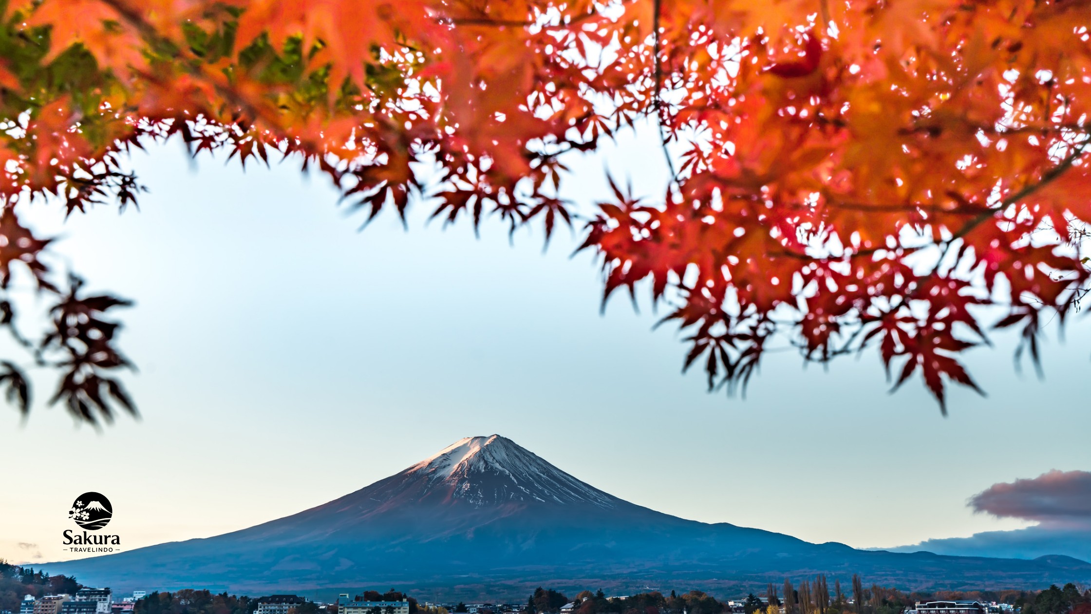 Favorite Japan Autumn Festival + Shikizakura & Momiji Corridor Kawaguchiko